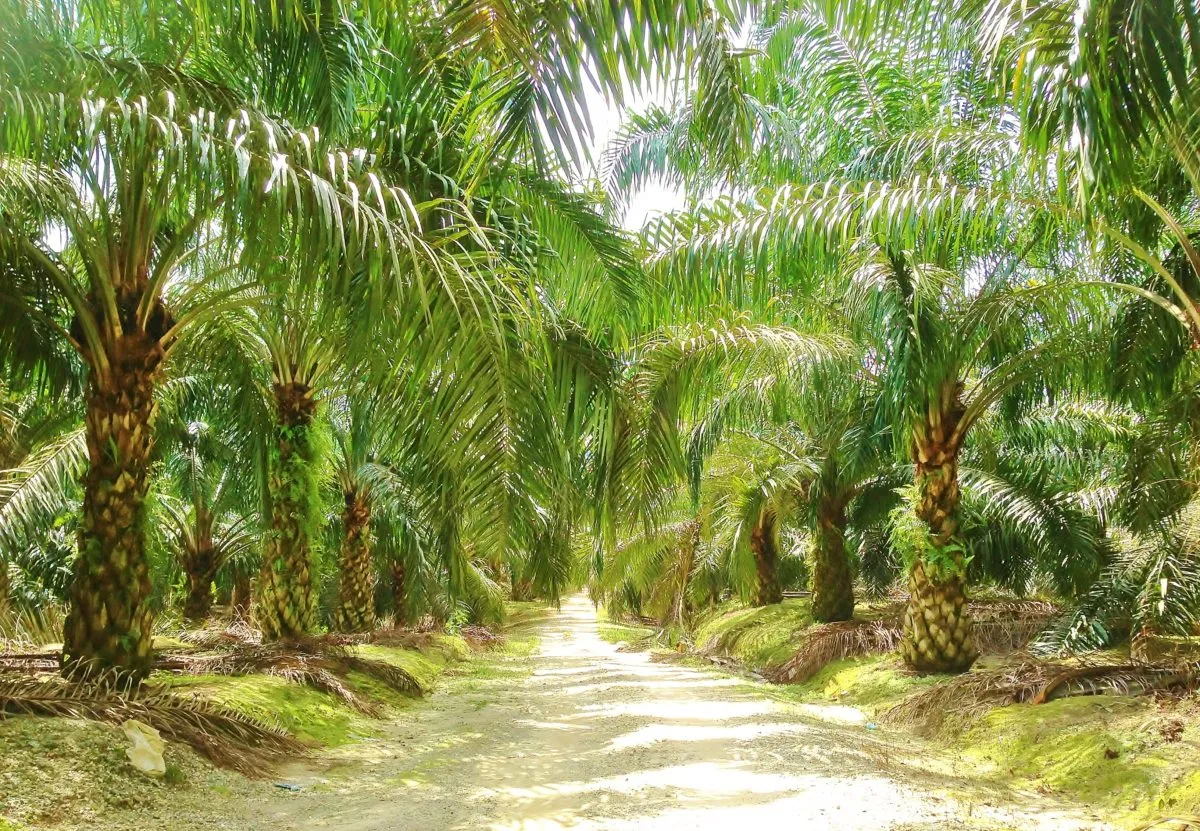 Raub Plantations