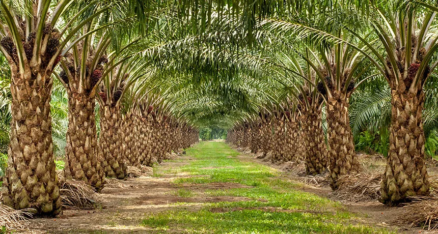 Tapah Plantations